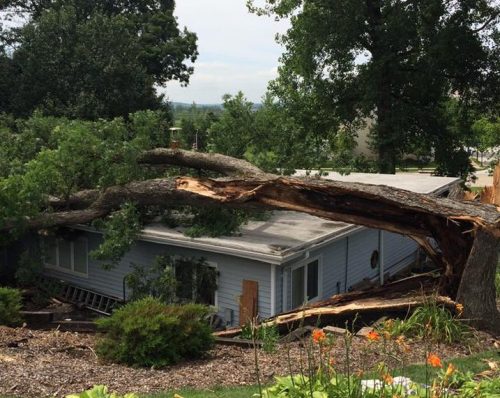 Emergency Tree Removal