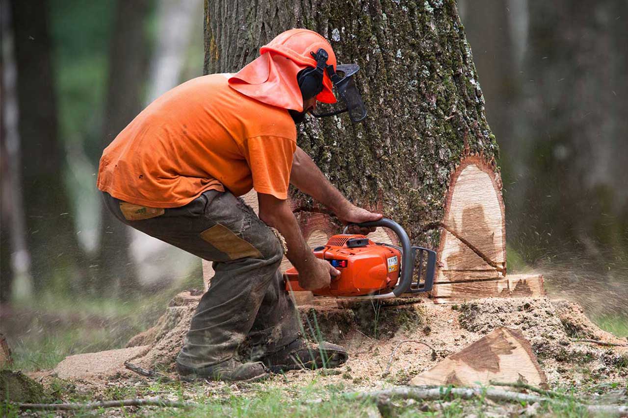 DIY Tree Removal And Cutting