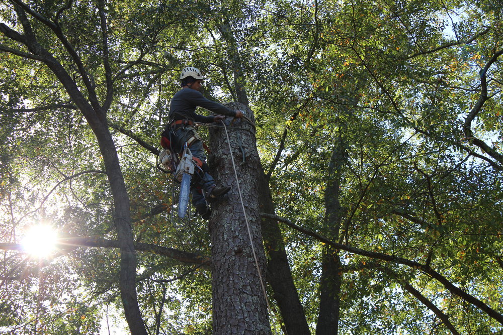 tree services