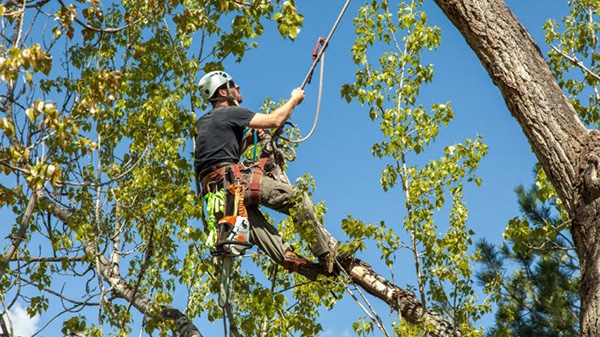 Tree Trimming