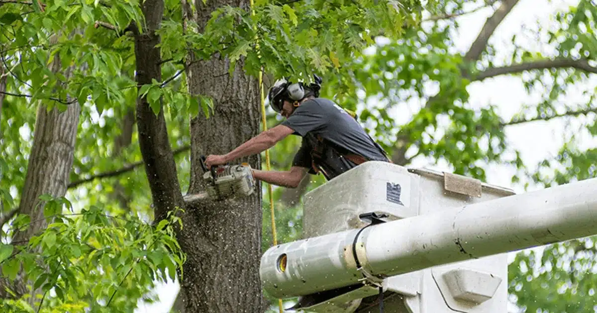 tree services in west university