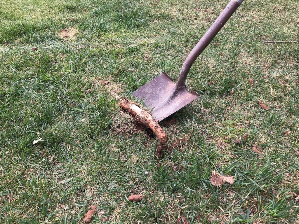 How to remove tree roots from lawns?