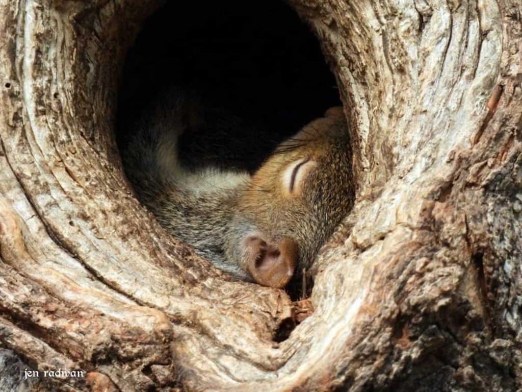 remove the squirrel nest from the tree