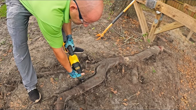 remove palm tree roots