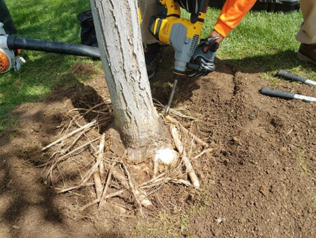 remove tree roots from lawns