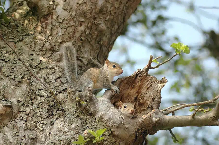 Should I remove the squirrel nest from the tree?