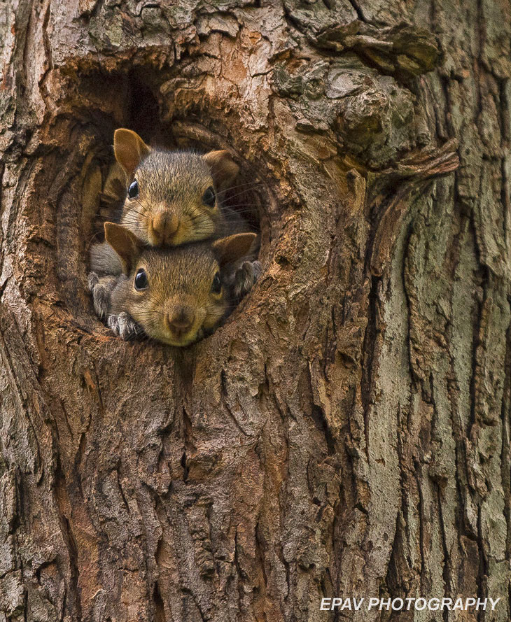 remove the squirrel nest from the tree