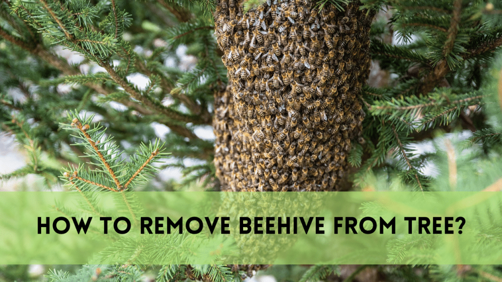 Remove Beehive from Tree in 8 Steps | Ultimate Success Guide