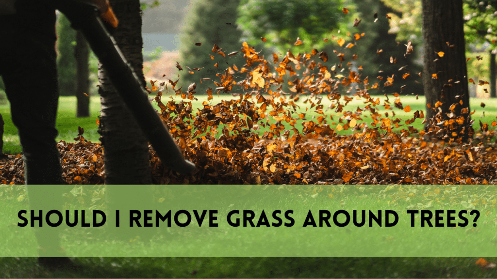 Wisely Remove Grass Around Trees | Ultimate Guide | 2025