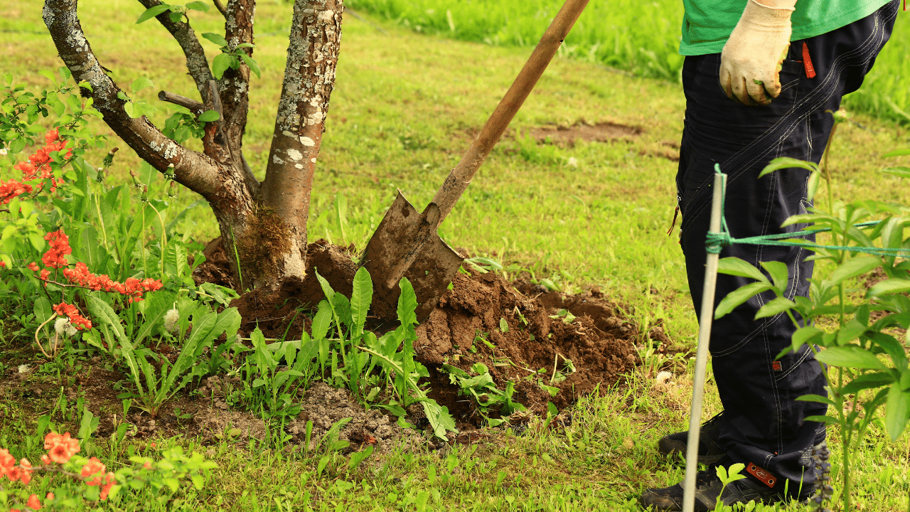 Remove grass around trees