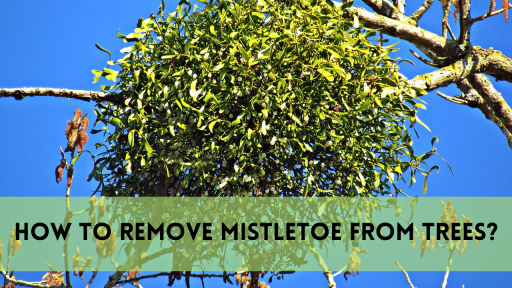 Remove Mistletoe from Trees in 4 Steps | Expert Success Tips