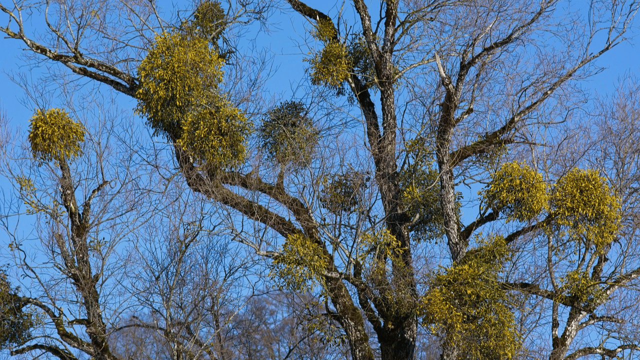 Remove mistletoe from trees