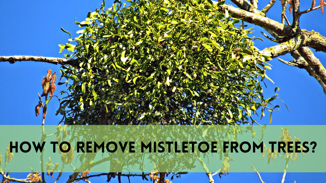 Remove mistletoe from trees