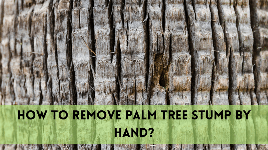 Remove a Palm Tree Stump by Hand in 6 Steps | Ultimate Guide