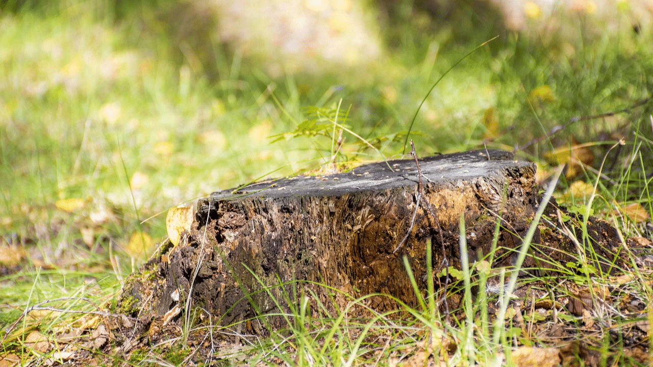 Remove palm tree stump by hand