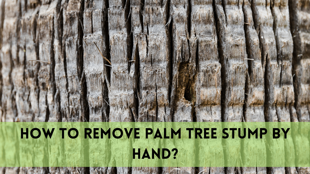 Remove palm tree stump by hand