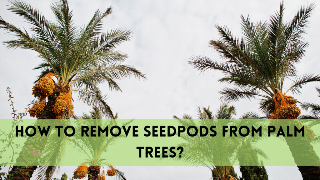 Safely Remove Seedpods from Palm Trees in 5 Useful Steps
