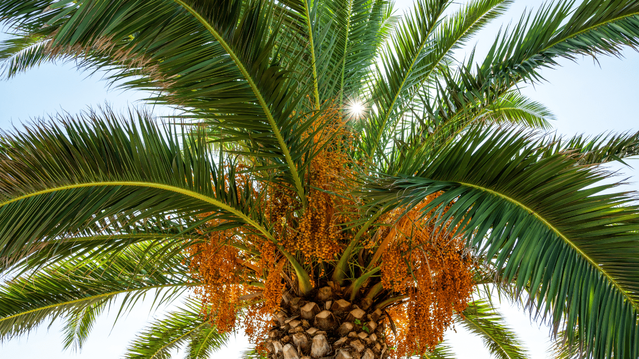 Remove seedpods from palm trees