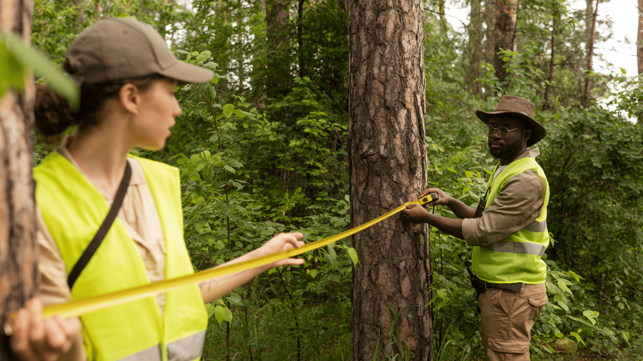 Removing trees increase property value